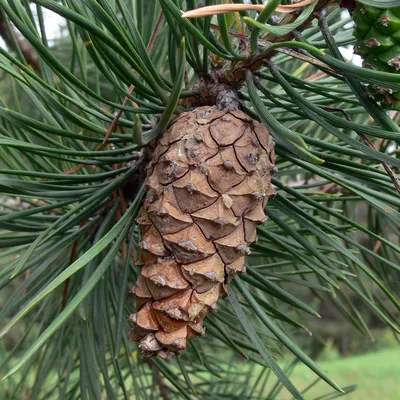 Pinus sylvestris - Сосна обыкновенная - хвойное дерево