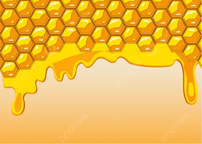 Соты пчелиные: из чего строят, фото