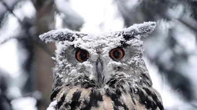 Скачать обои зима, Siberian Eagle Owl, Susanna Chan Photography, сова,  раздел животные в разрешении 2048x1367