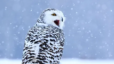 Снежная сова зимой сидит на ветке и смотрит в камеру | Премиум Фото