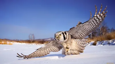 Рисунок совы в зимнем лесу - 76 фото