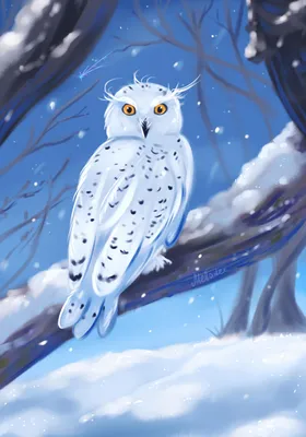 Постер Белая Сова на сосновый лес зимой, постер Птица, артикул 59236694