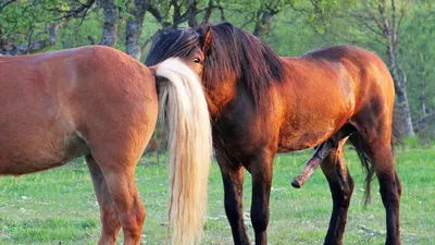Спаривание лошадей картинки фотографии