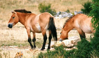 Beautiful horses