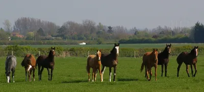 Спасение лошадей, живших в болоте за колючей проволокой (10 фото) » Jo-jo *  Твоё место под солнцем