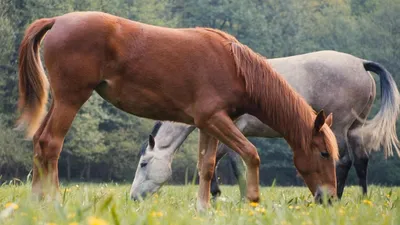 Lipizzan стоковое фото. изображение насчитывающей длина - 173821594