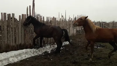 HORSES SEX СПАРИВАНИЕ ЛОШАДЕЙ #ЛОШАДИ #КОНИ #HORSE #HORSESEX - YouTube