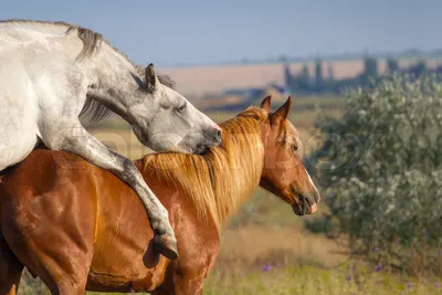 Спаривание лошадей: методы спариванияи и подготовка к процессу