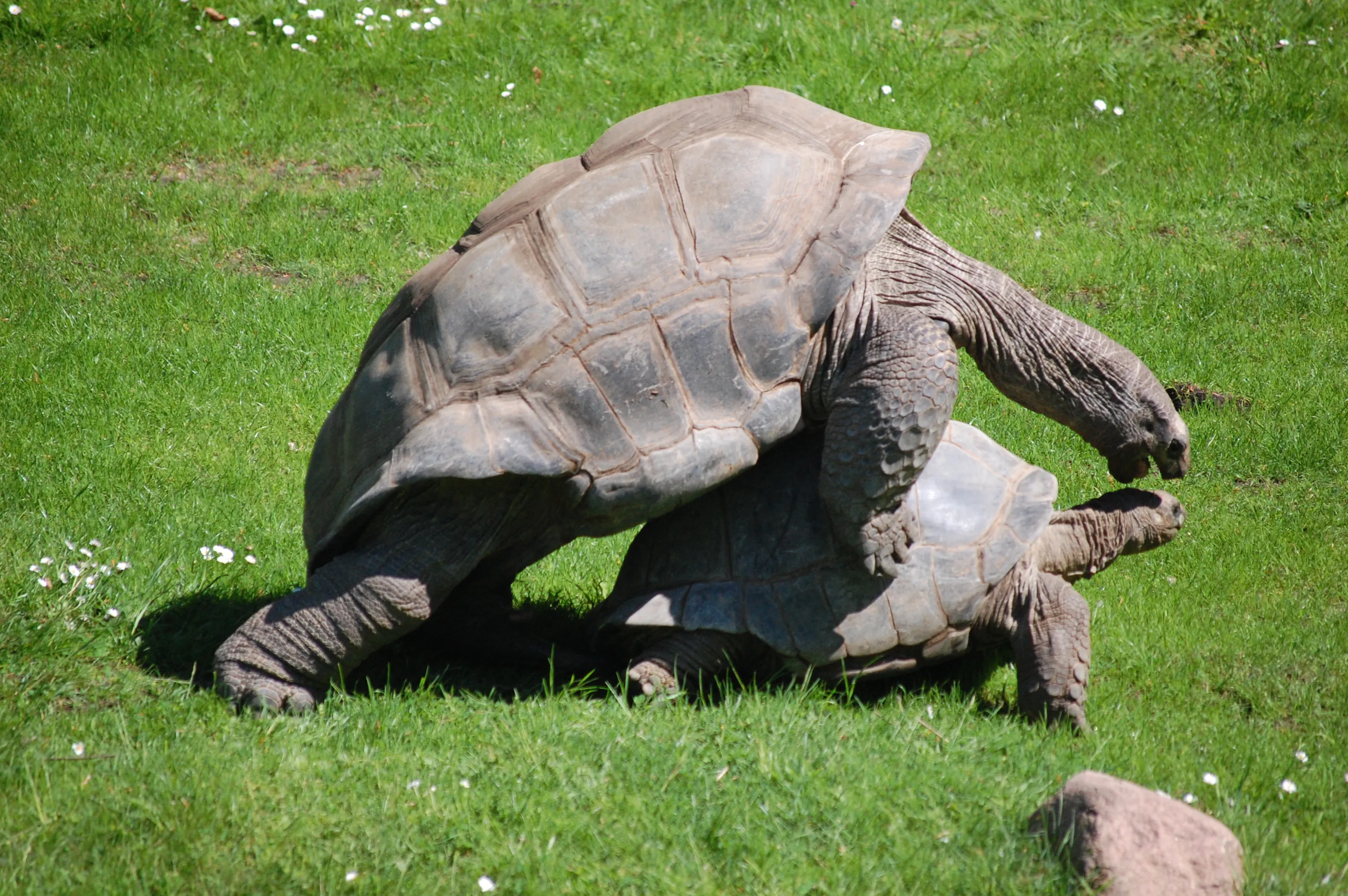 Галапагосские черепахи спариваются. Галапагосская черепаха спаривание. Черепаха с Галапагосских островов спаривание. Черепаха Голиаф. Про спаривание
