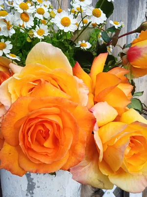 Солнечный луг цветка весны, середины Merci спасибо Стоковое Фото -  изображение насчитывающей гиацинт, плита: 111959044
