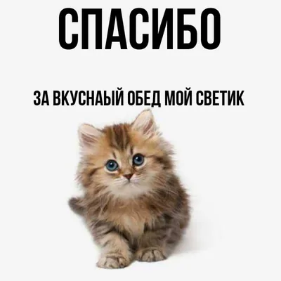 Фотогалерея \"Большие и маленькие\" - \"Спасибо за обед!\" - Фото котят