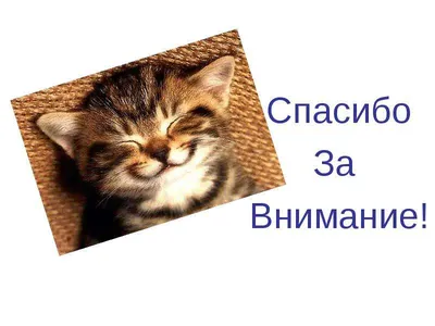 Анимация спасибо за внимание для презентации на прозрачном фоне - фото и  картинки abrakadabra.fun