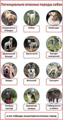 Список пород собак с картинками фотографии