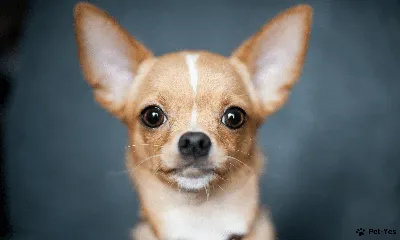 список пород маленьких собак доберман пинчер, фото миниатюрных доберман  пинчеров, собака, доберман фон картинки и Фото для бесплатной загрузки