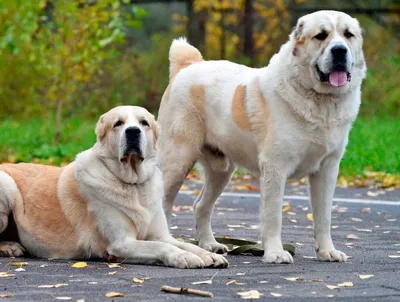 Маленькие собаки, фото пород собак маленького размера