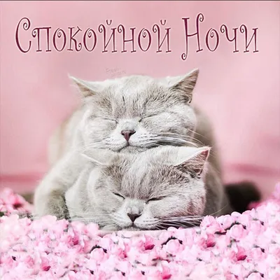 Нежная открытка спокойной ночи — Slide-Life.ru