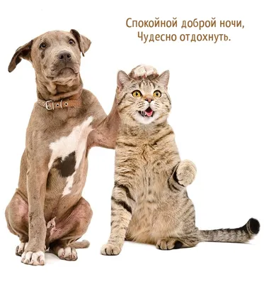 Спокойной ночи юмор картинки фотографии