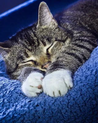 спокойной ночи! 😻😴good night! пожелание сладких снов от котиков! самых  сладких снов! - YouTube