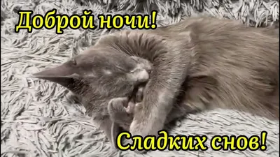 Спокойной ночи, котиши! Как спать спокойно всю ночь | Cat talk зоопсихолог  | Дзен