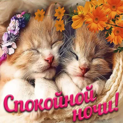 Все о котах и кошках All About Cats - #Котопозитивчик #спокойнойночи  #goodnight Спокойной ночи! 🌛 | Facebook