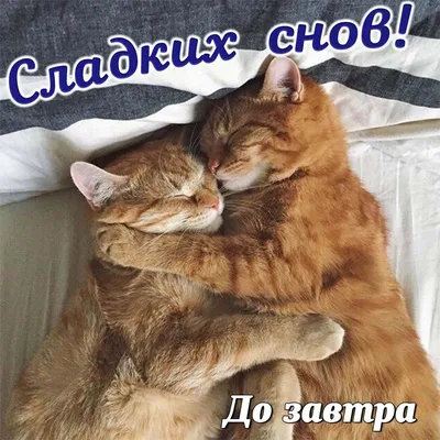 Спокойной ночи, кошки! - Сайт Сергея Демченкова