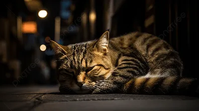 Спокойной ночи, кошки и коты! - Без кота и жизнь не та , №1045464289 |  Фотострана – cайт знакомств, развлечений и игр