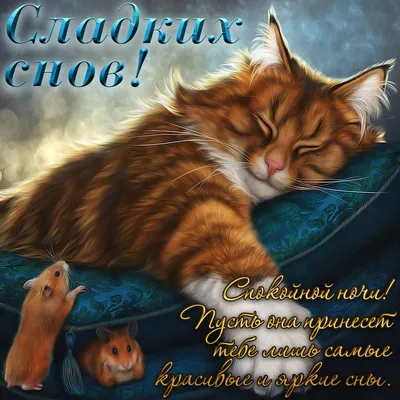 СПОКОЙНОЙ НОЧИ! 🌛💤😽💤🌟 СЛАДКИХ СНОВ! | Питомец, Ночь, Спящие животные