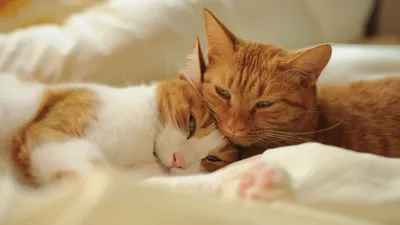 Спокойной ночи 😴😘 | Кот Маню и кошки | Дзен