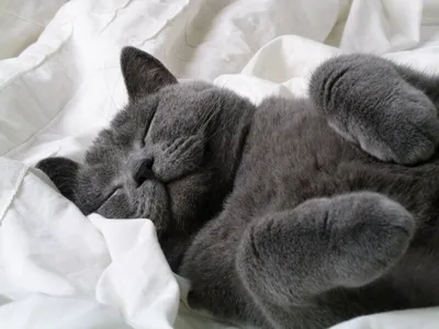 Кошки это жидкость.. Спокойной ночи и сладких снов 😘 | Instagram