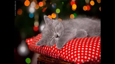 Спокойной ночи от трехцветной кошки …» — создано в Шедевруме