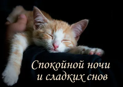 Журнал для любителей кошек \"Мой Друг Кошка\"\" - Скажи мне - спокойной ночи...  | Facebook