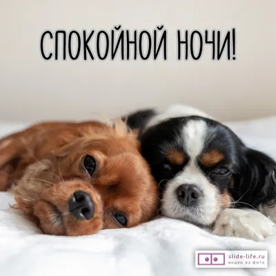 Открытка спокойной ночи с животными — Slide-Life.ru