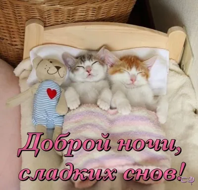 Спокойной ночи с кошками - картинки и фото koshka.top