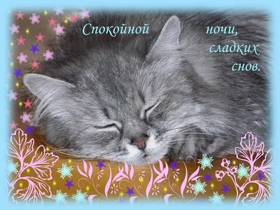 Спокойной ночи любимая картинки с кошками (37 фото) » Юмор, позитив и много  смешных картинок