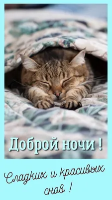 Доброй ночи картинки с котиками (37 фото) » Юмор, позитив и много смешных  картинок