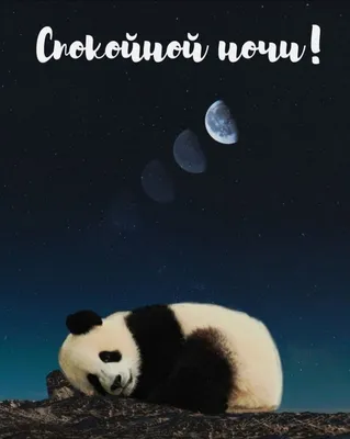 Спокойной ночи 🌙 милая панда спит …» — создано в Шедевруме
