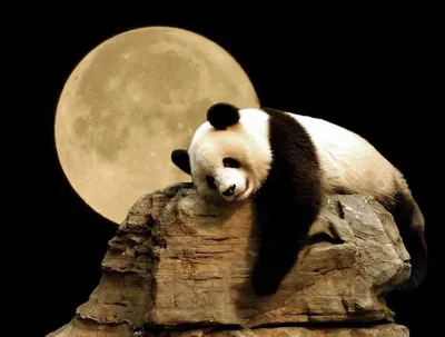 Маленькая панда спокойной ночи помогает выключить свет пакет выр  изображение_Фото номер 401136838_PSD Формат изображения_ru.lovepik.com