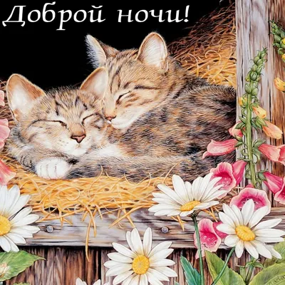 Картинка со спящим котиком и пожеланием доброй ночи | Скачать бесплатно |  Ночь, Смешные открытки, Позитивные цитаты