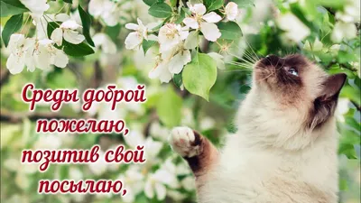 СРЕДА! 🌞 ДОБРОГО УТРА / ДОБРОЕ УТРО / С ДОБРЫМ УТРОМ / ДОБРОГО УТРА  ЛЮБИМОЙ / СНОВА ОСЕНЬ / ОСЕНЬ - YouTube