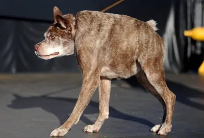 Haval начал отгружать дилерам новую «Собаку» (ФОТО)