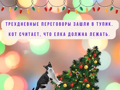 Анекдоты и приколы про Старый Новый год на вечер 12 января - Телеграф