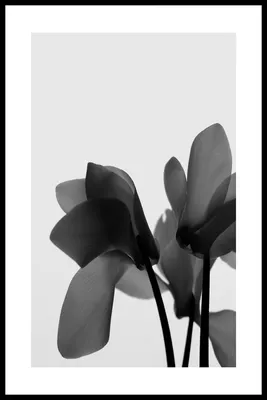 Черно-белый фотопортрет в студии — Boris Khigrin Photographer