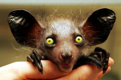 Самые странные, необычные, пугающие животные в мире: топ-10