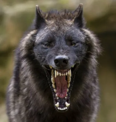 Страшный волк - 69 фото