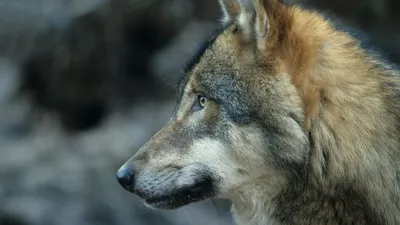 Страшный волк, клыки, хоррор, 64к, …» — создано в Шедевруме