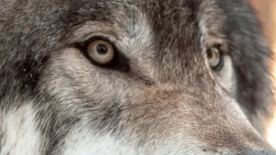 Страшный смотря зевая волк в святилище Yamnuska, Канаде, низком волке  содержания, Wolfdog Стоковое Фото - изображение насчитывающей профиль,  развилки: 131442250