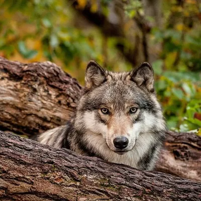 Возможно ли нападение волков на туристов летом? Стоит ли их опасаться? | В  когтях у хищника | Дзен