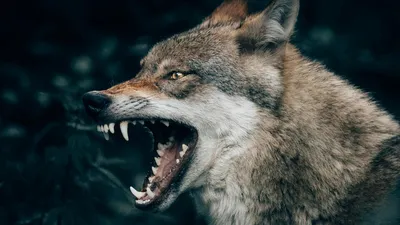 Убежать не удастся\": страшные случаи нападений волков на людей. Есть ли  способы спастись? | РЕН ТВ | Дзен