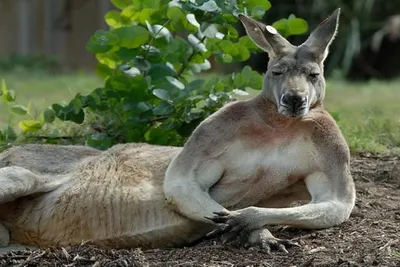 Австралия. Как не умереть от местной фауны » Страшные истории на KRIPER.NET  | Крипипасты и хоррор