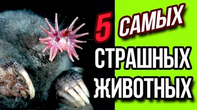 Страшные рисунки животных для срисовки - 93 фото